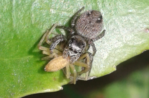 Salticidae : giovane Philaeus chrysops? No, Evarcha cfr. arcuata